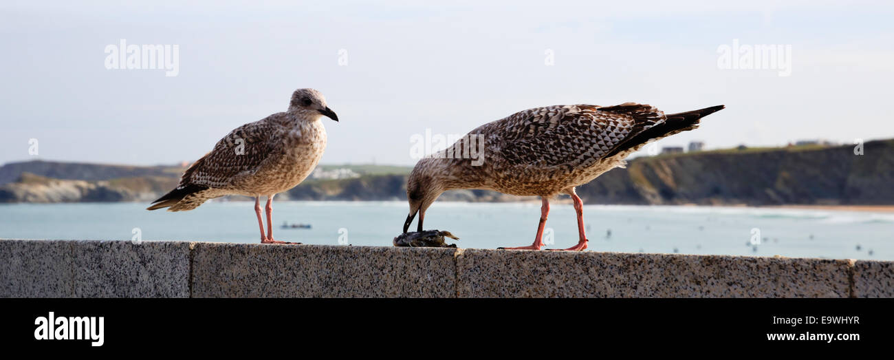 Wand-Möwen essen am Hafen von Newquay Cornwall England UK Stockfoto