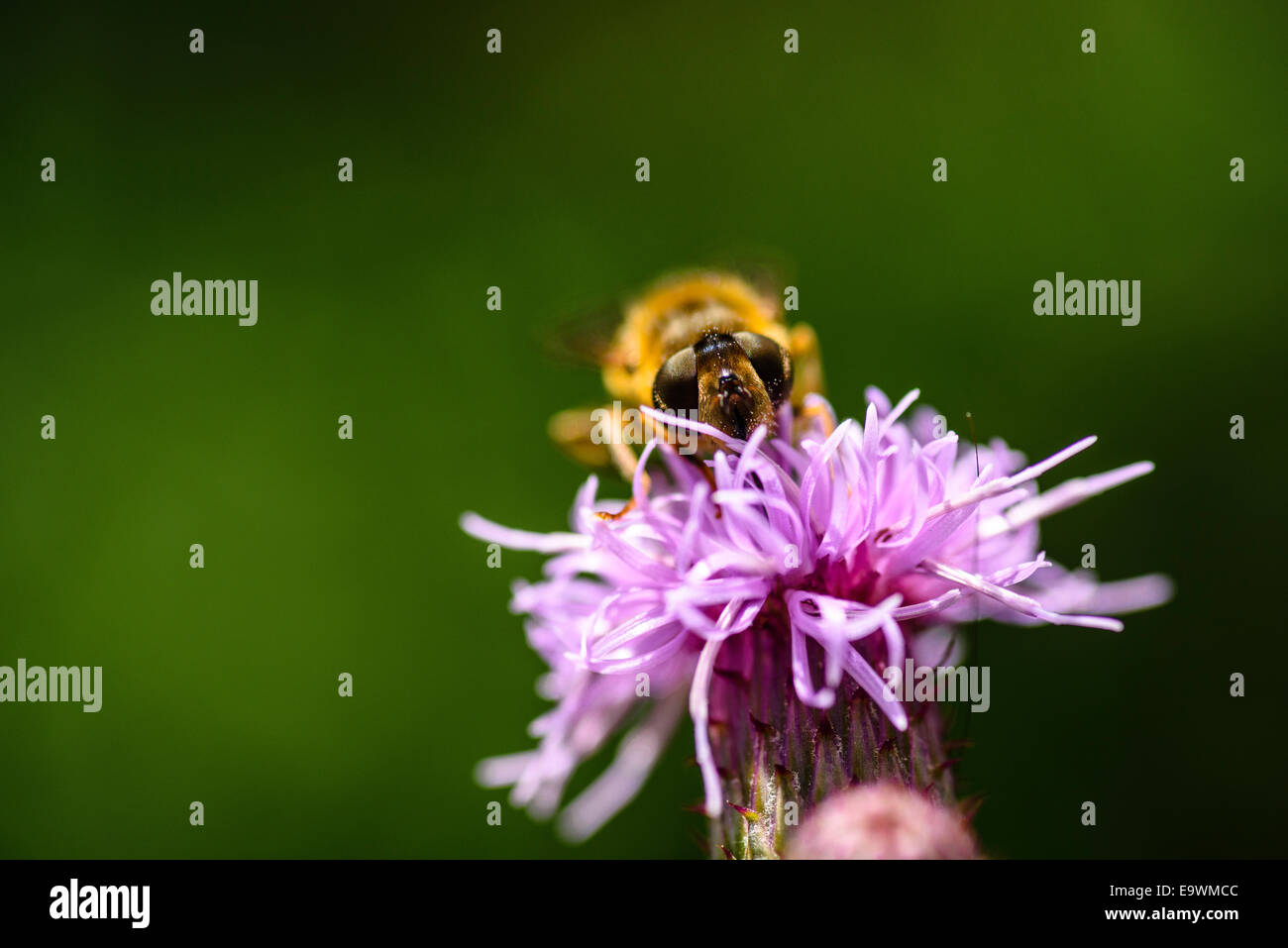 Schwebfliege auf Flockenblume in der Nähe von Garstang Lancashire Stockfoto