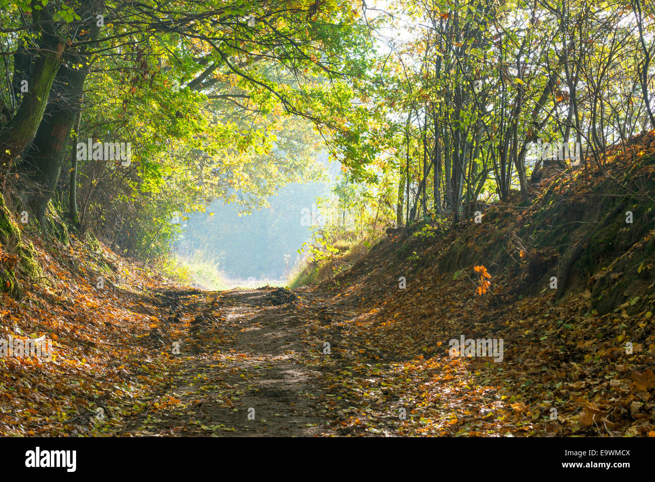 Waldweg im Herbst Stockfoto