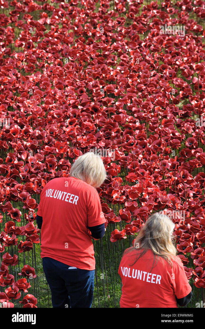 Großbritannien, England, London. Freiwillige arbeiten, um ein Meer aus Keramik Mohnblumen auf den Tower of London zu schaffen, zum Gedenken an die Hundertjahrfeier WW1 Stockfoto