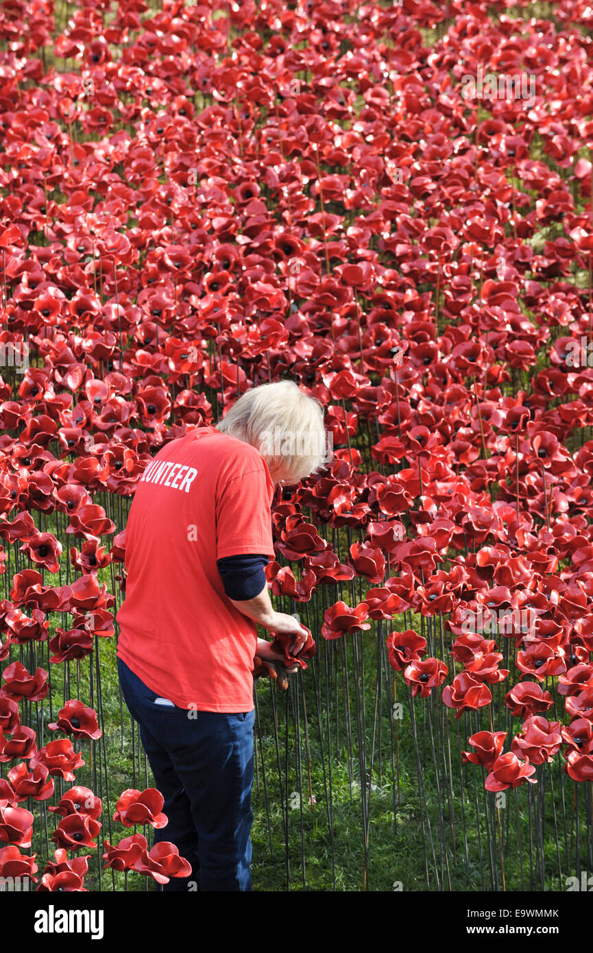 Großbritannien, England, London. Ein freiwilliger arbeitet daran, um ein Meer aus Keramik Mohnblumen auf den Tower of London zu schaffen zum Gedenken an die Hundertjahrfeier WW1 Stockfoto