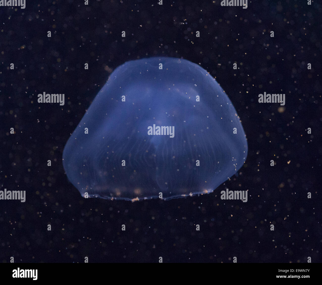 Quallen im Meer Stockfoto