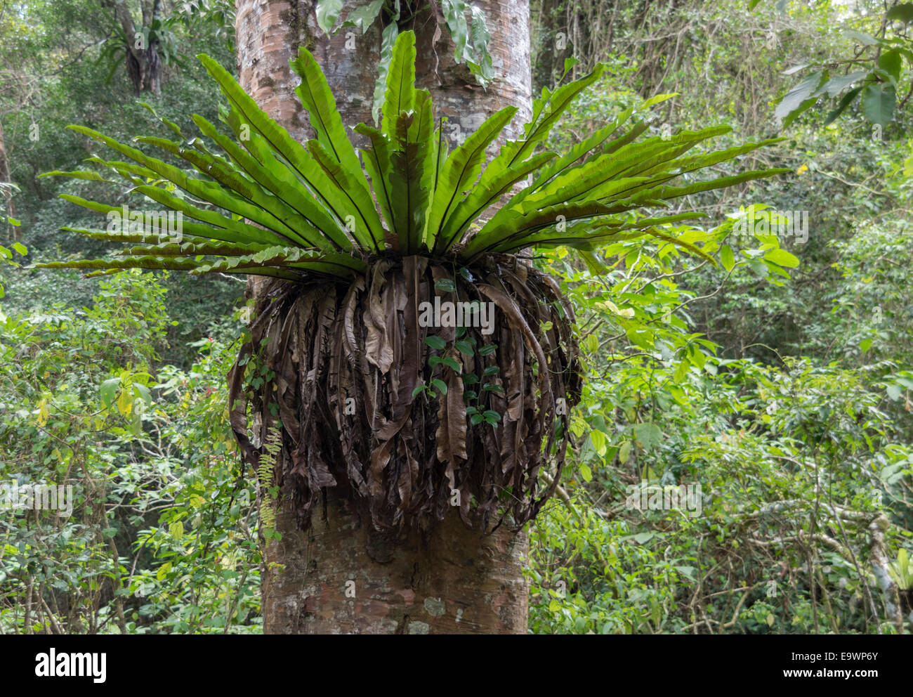 Vögel nächste Farn in Madagaskar Stockfoto