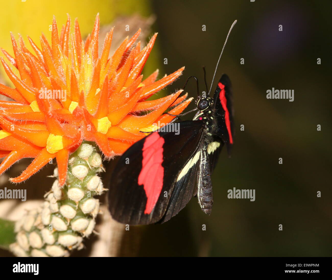 New World rot Briefträger oder kleine Postbote Schmetterling (Heliconius Erato), Fütterung auf eine exotische tropische Blume Stockfoto