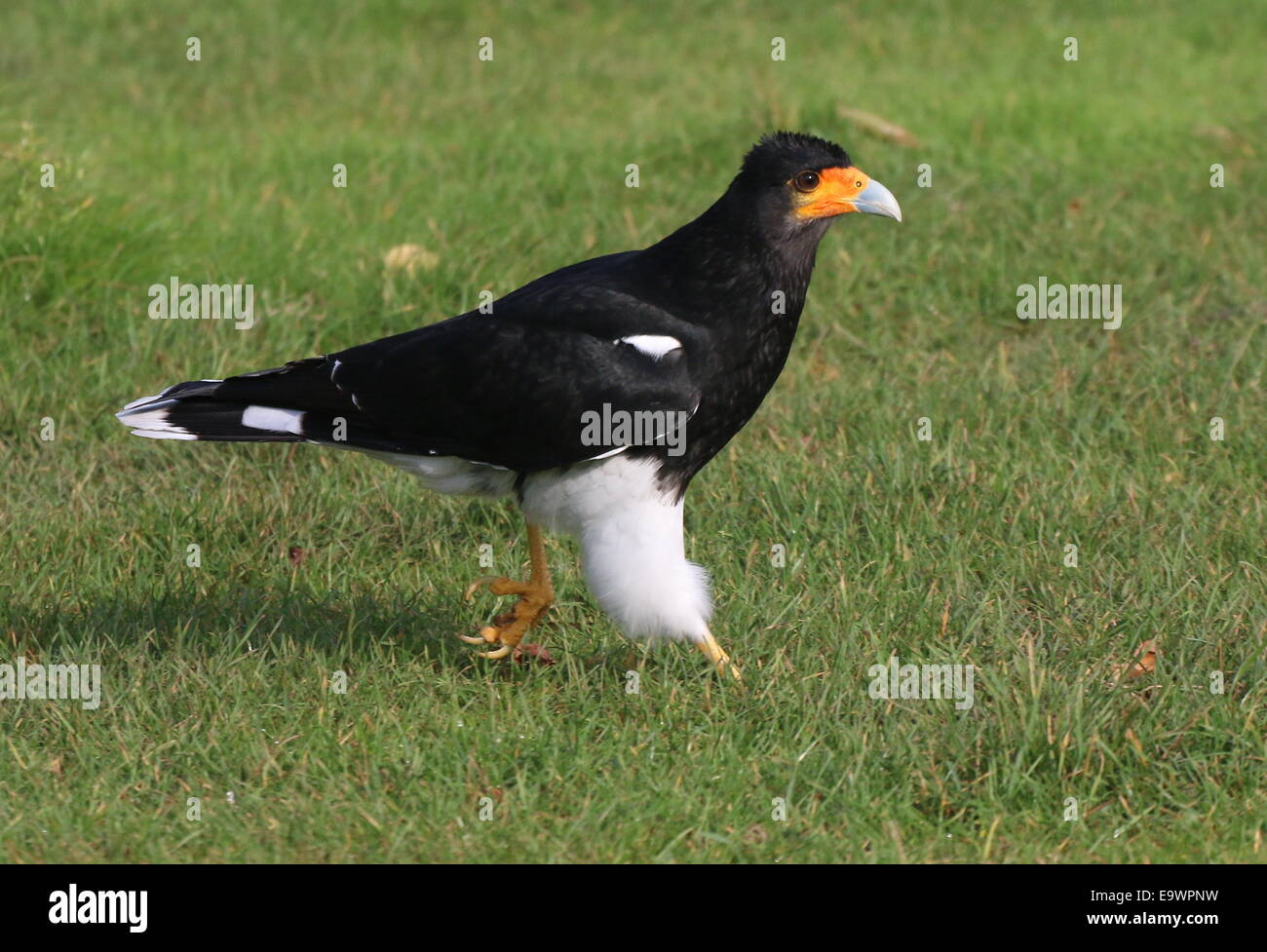 Berg-Karakara (Phalcoboenus Megalopterus) zu Fuß in den Rasen, drehen Steinen auf Futtersuche (6 Bilder) Stockfoto