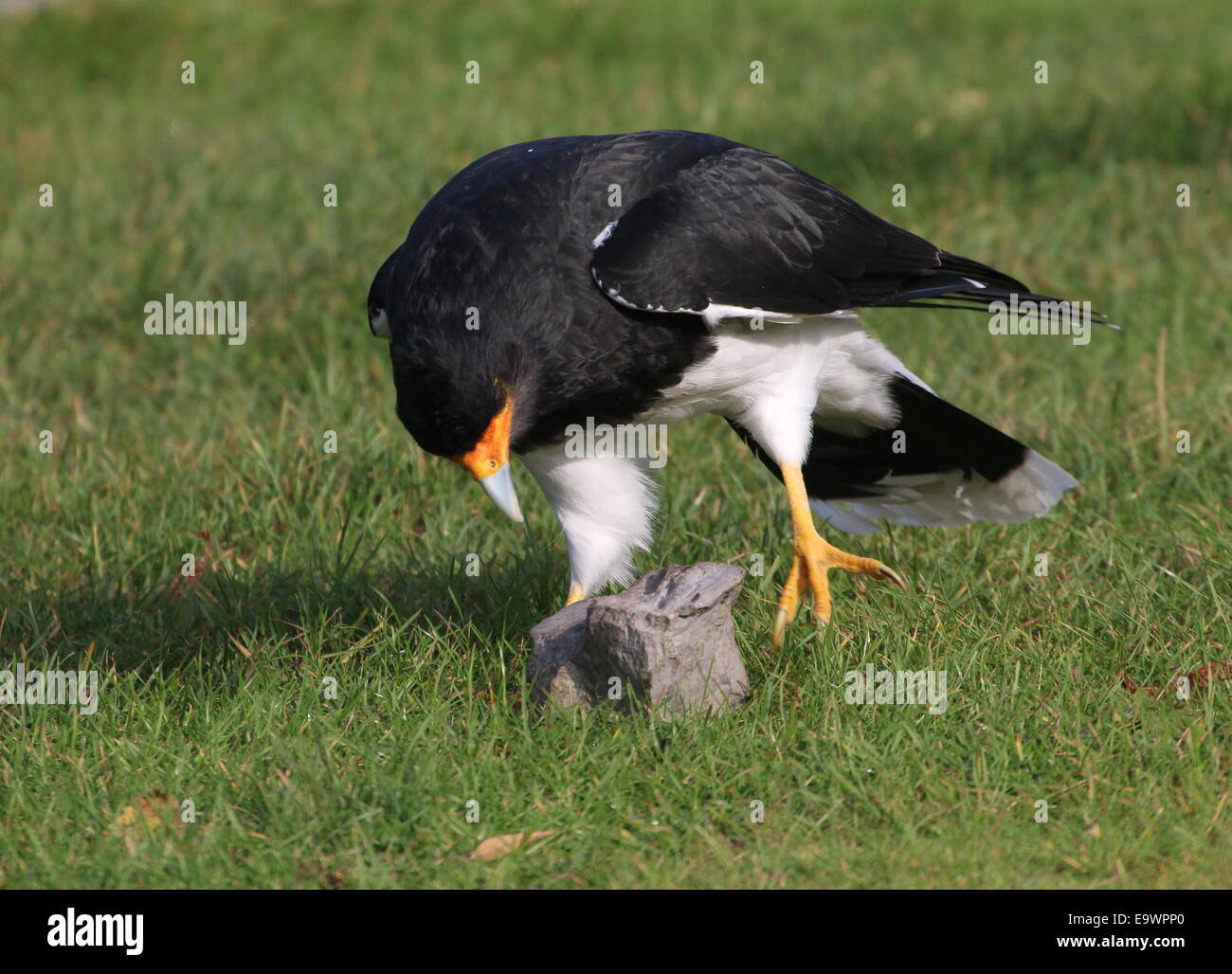 Berg-Karakara (Phalcoboenus Megalopterus) zu Fuß in den Rasen, über Felsen und Steinen auf Futtersuche (6 Bilder) Stockfoto