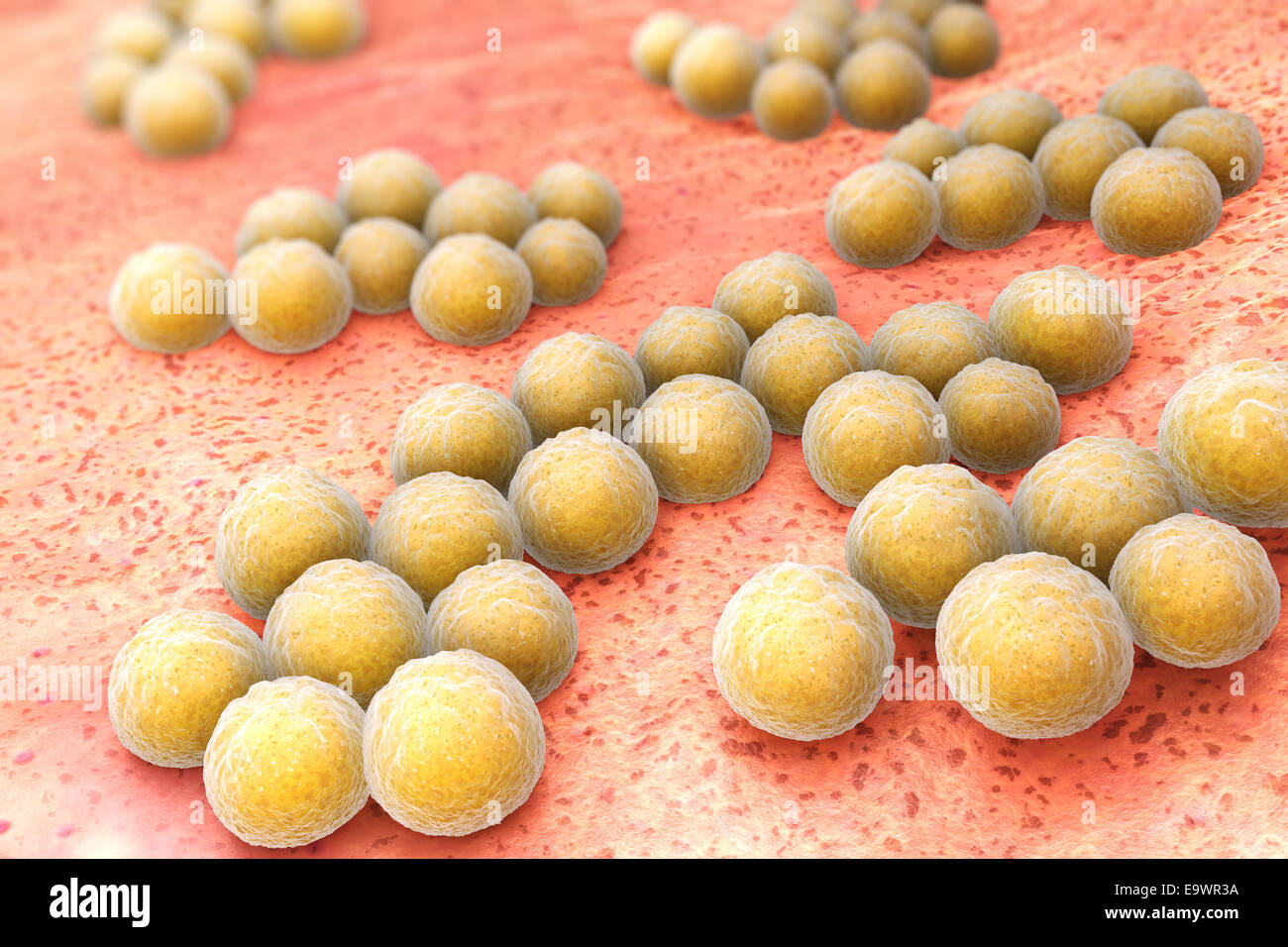Staphylococcus aureus Stockfoto