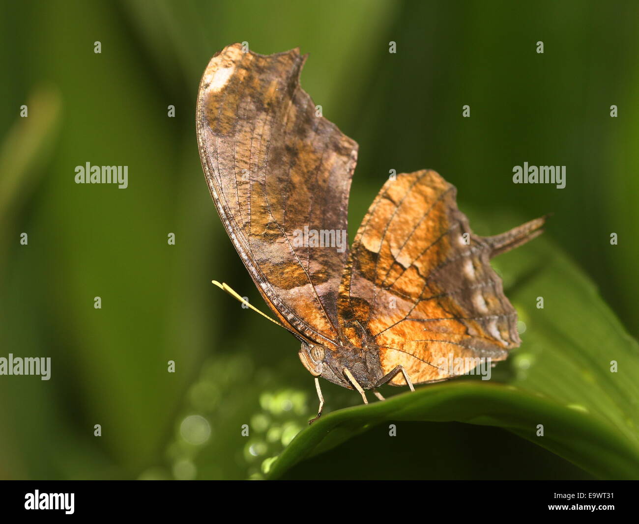 Tiger Leafwing Schmetterling (Consul Fabius), fand von Mexiko bis zum Amazonas, Flügel geschlossen Stockfoto