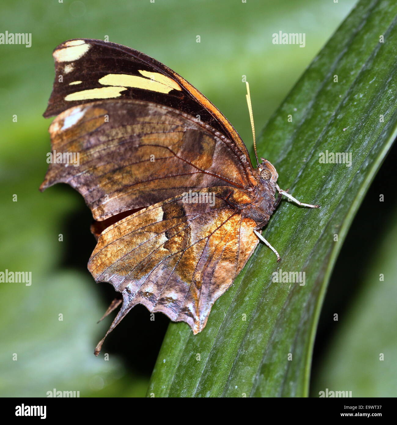 Tiger Leafwing Schmetterling (Consul Fabius), fand von Mexiko bis zum Amazonas, Flügel geschlossen Stockfoto