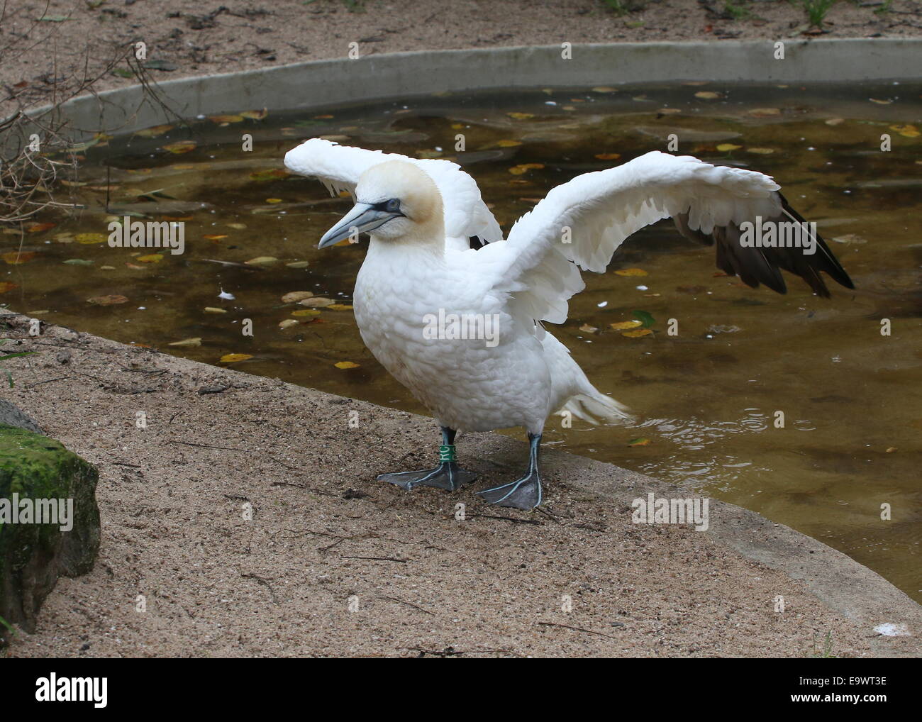 Basstölpel (Morus Bassanus) mit seinen Flügeln Stockfoto