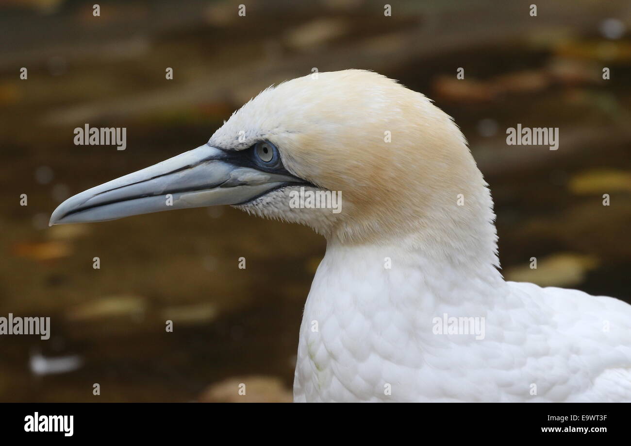 Nahaufnahme des Kopfes und der beeindruckenden blauen Schnabel eine Reife Basstölpel (Morus Bassanus) Stockfoto