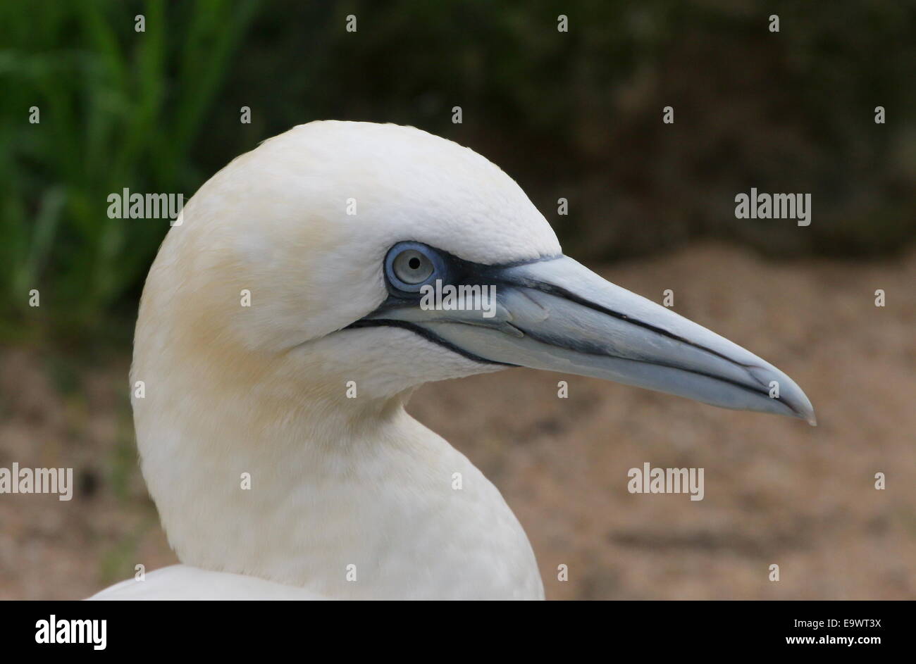 Nahaufnahme von einem Basstölpel (Morus Bassanus) Stockfoto