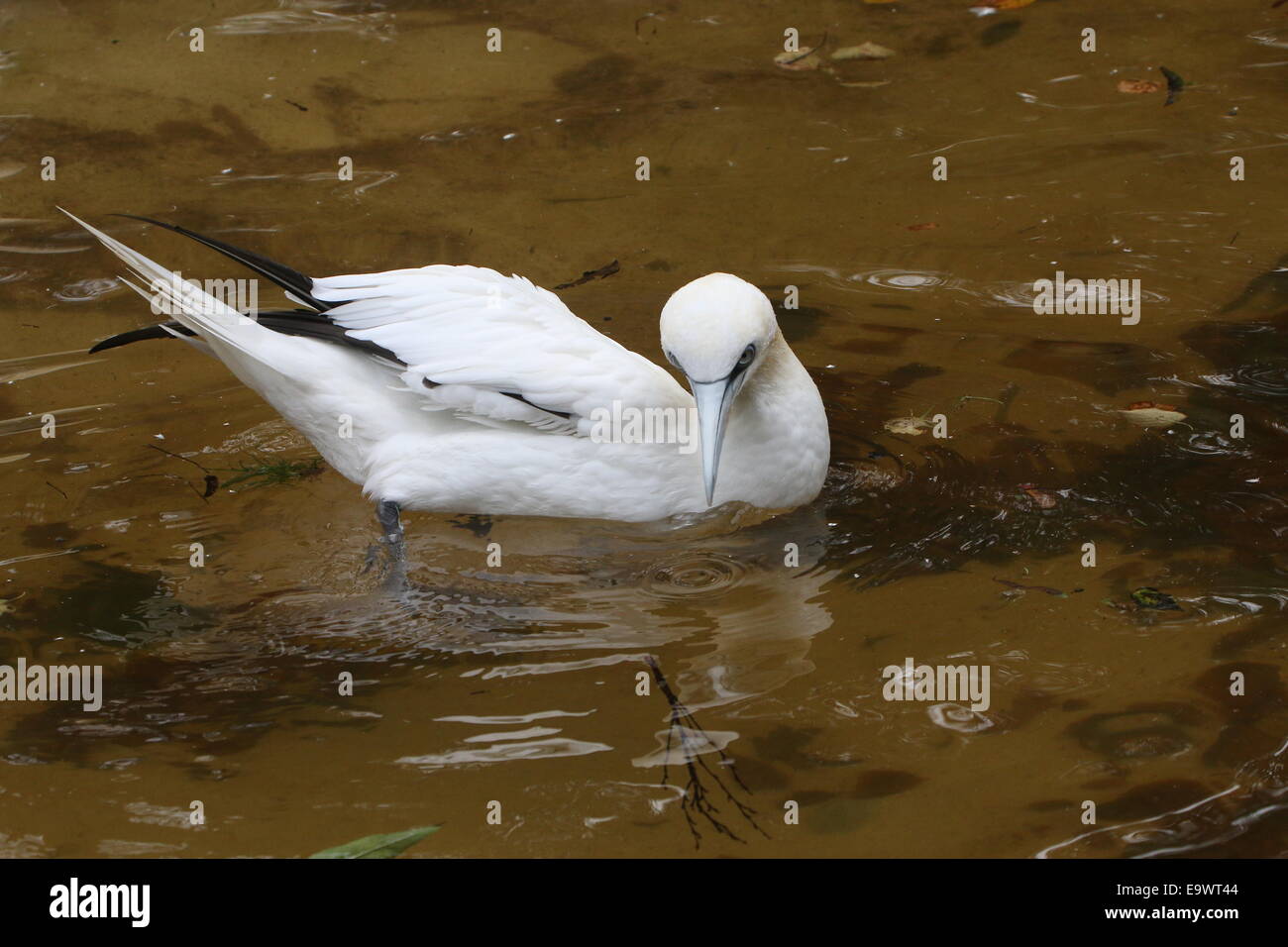 Schwimmen Basstölpel (Morus Bassanus) Stockfoto