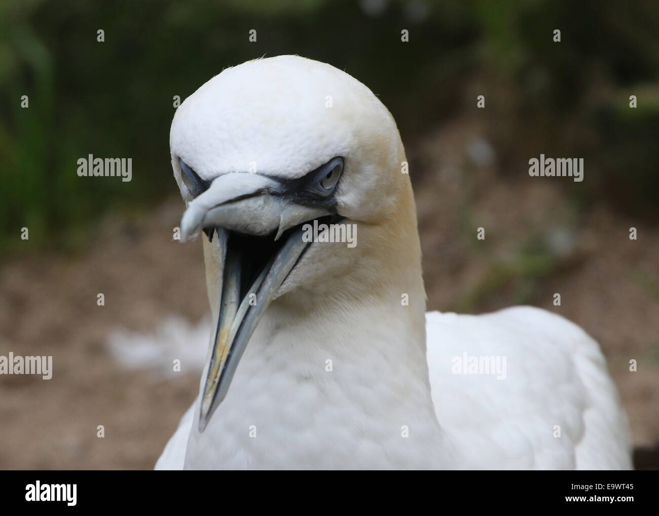 Nahaufnahme des Kopfes eine temperamentvolle Basstölpel (Morus Bassanus) mit der Aufforderung, Schnabel weit offen Stockfoto