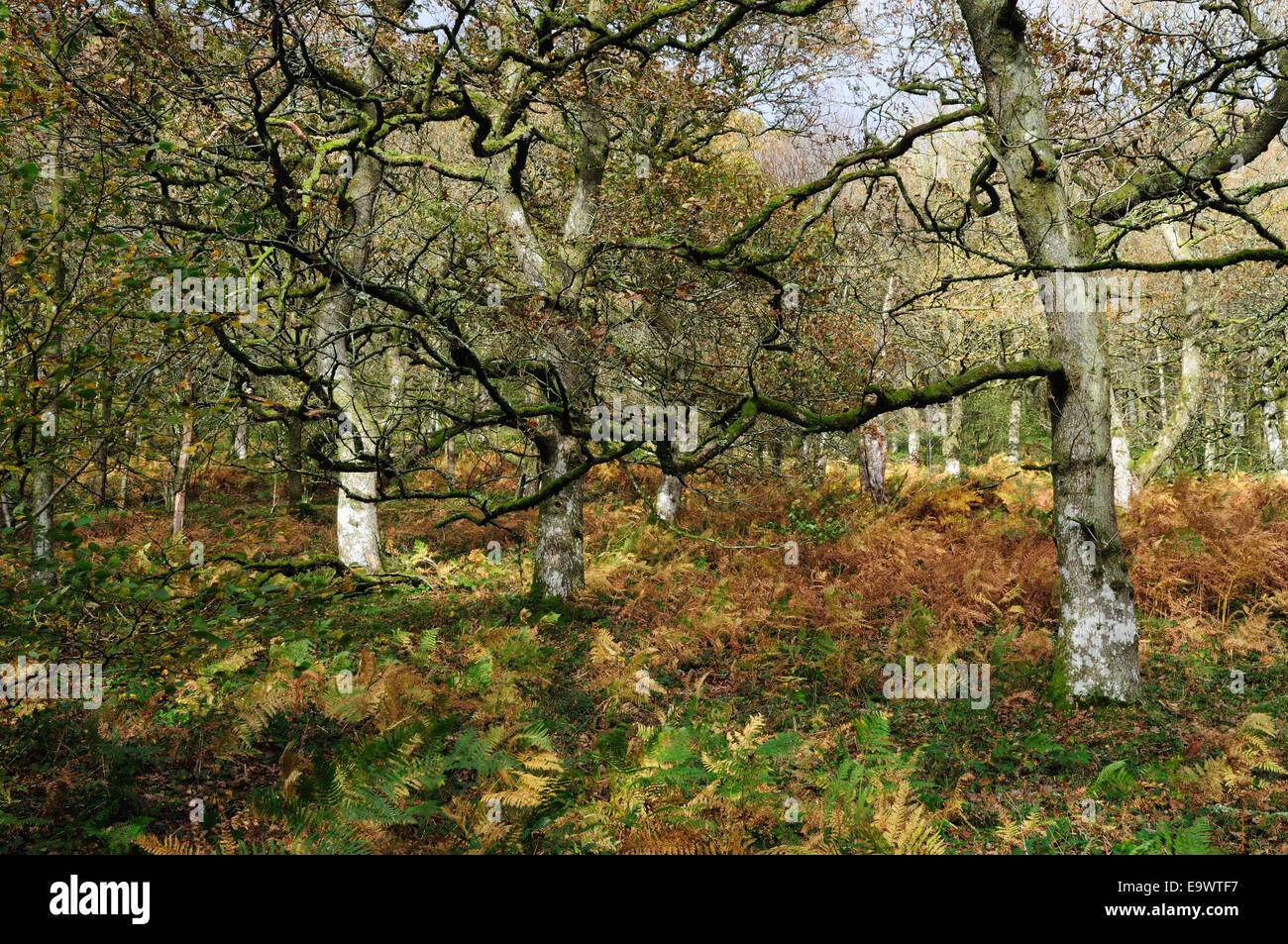 alten Traubeneichen Eichen und Bracken Dinas RSPB Natur Reservat Rhandirmwyn Tywi Tal Carmarthenshire Wales Stockfoto