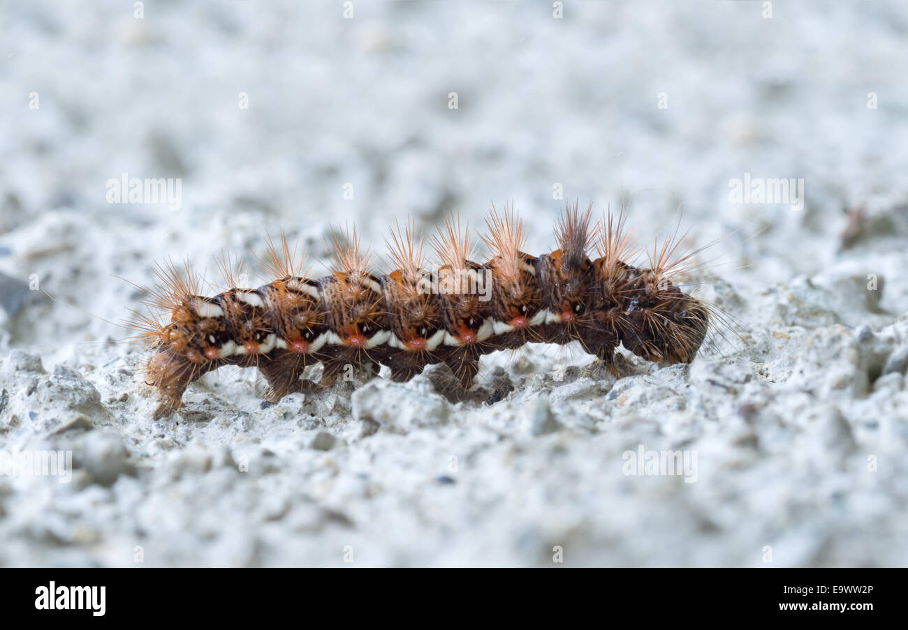 Caterpillar Knot Grass Moth Acronicta rumicis Stockfoto