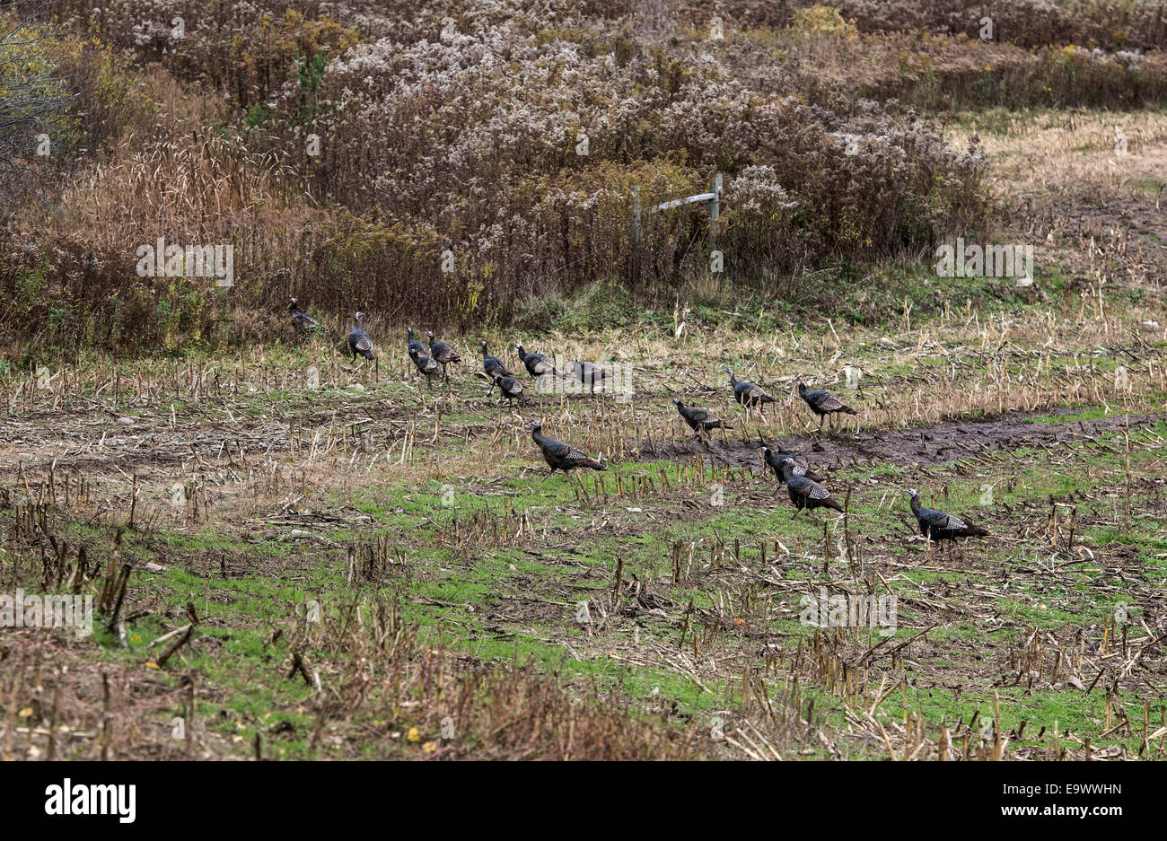 Wilder Truthahn Hennen, New York, USA Stockfoto