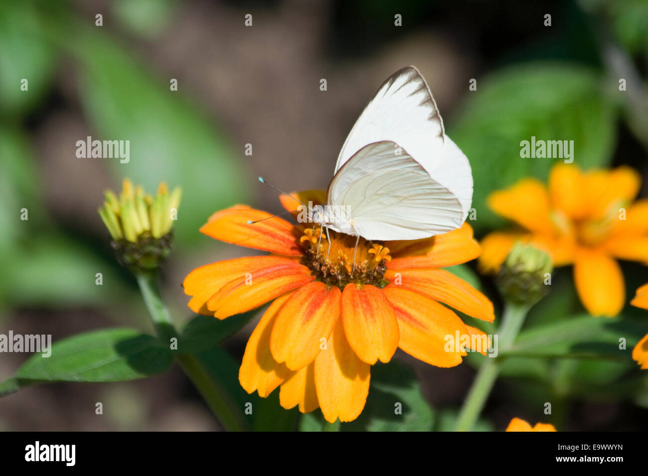 Great Southern White (Ascia Monuste) Schmetterling Stockfoto
