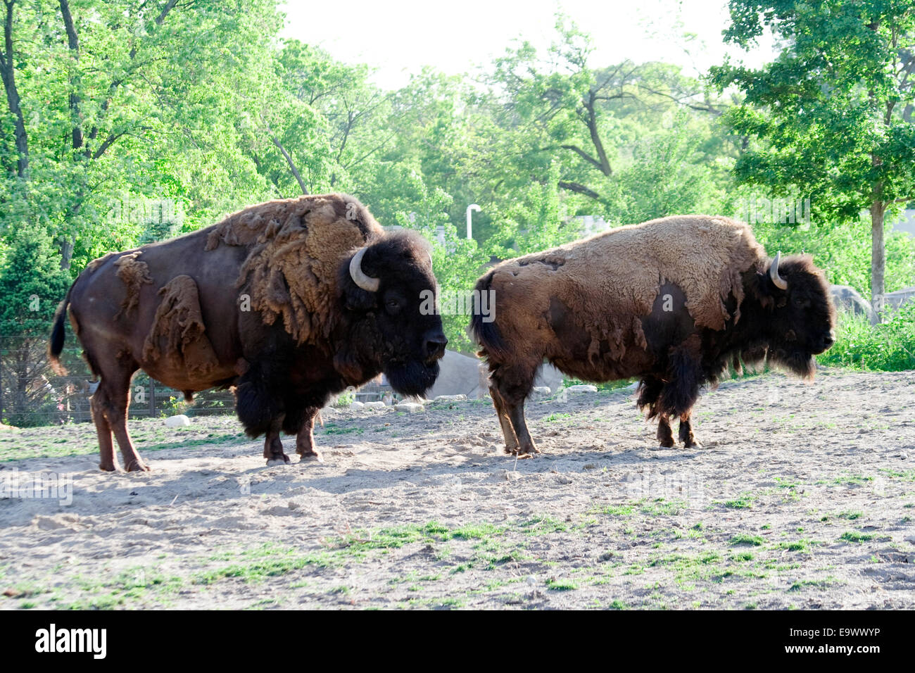 Amerikanische Bisons im Brookfield Zoo Stockfoto