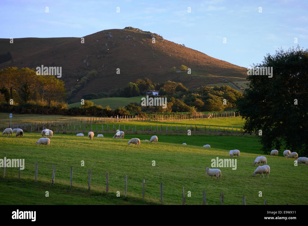Frankreich, Pays Basque, atlantischen Pyrenäen, Labourd, Herde der Schafe weiden Stockfoto