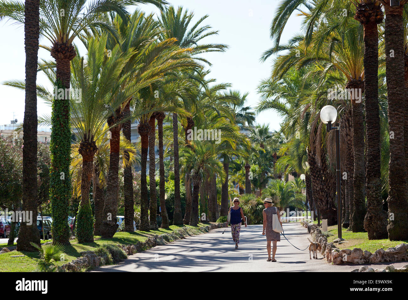 Palmen am ´ Strandpromenade, Cannes, Cote Azur, Frankreich Stockfoto