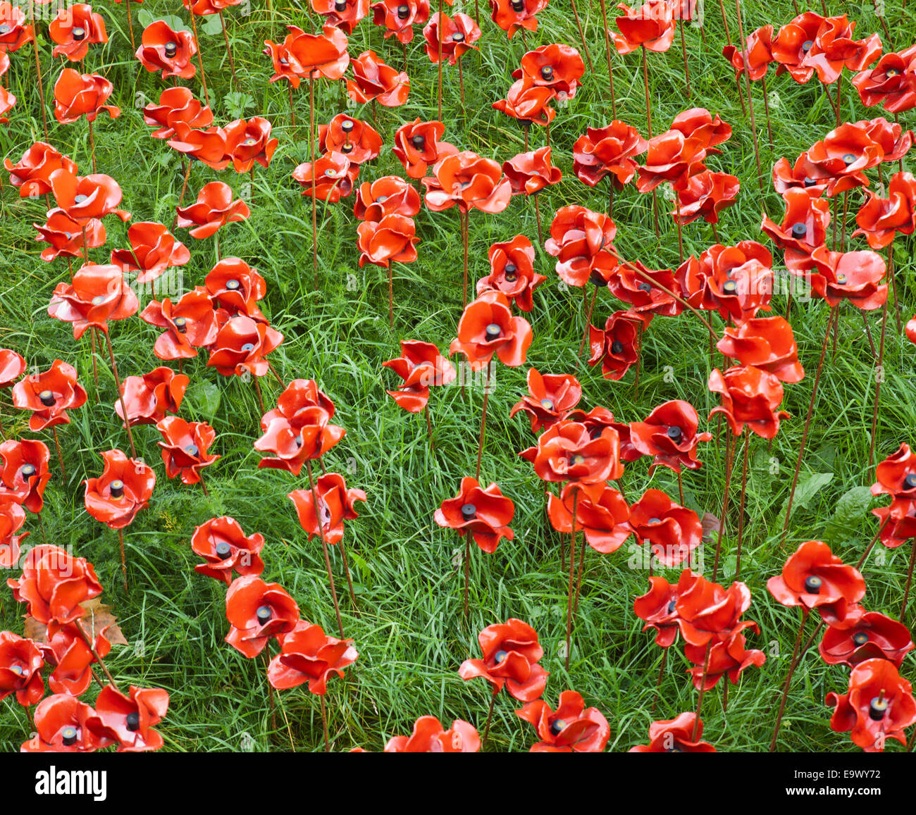 Mohn in den Tower of London. Stockfoto