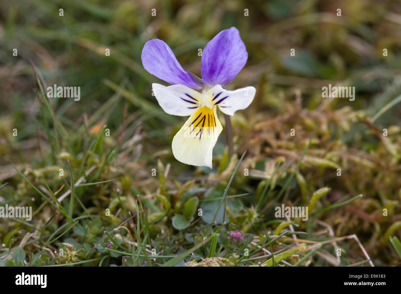 Berg-Stiefmütterchen (Viola Lutea), Moor-Haus Naturschutzgebiet, obere Teesdale, North Pennines AONB, UK Stockfoto