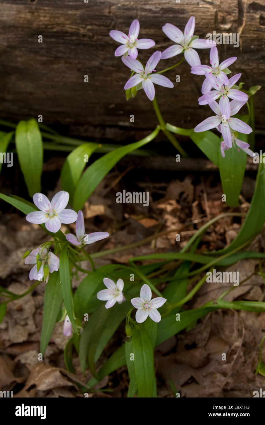 Spring Beauty Claytonia virginica Stockfoto
