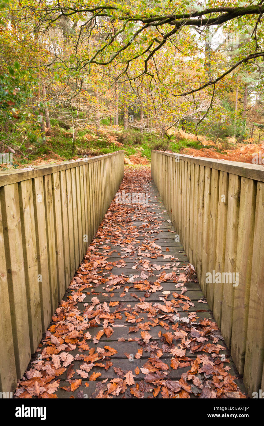 Holzsteg durch den Herbst-Park Stockfoto