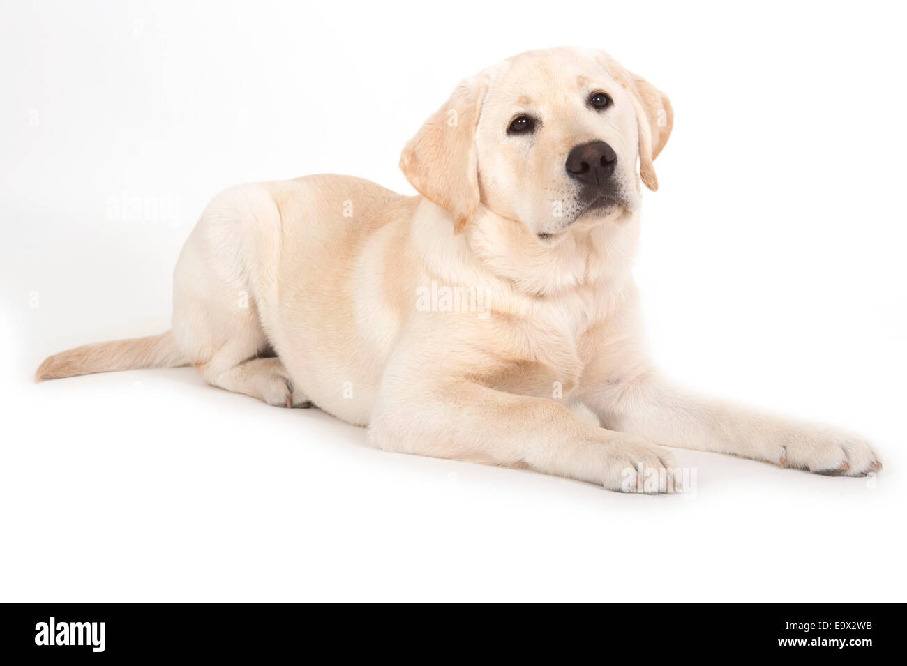 Labrador Welpen 3 Monate alt in Studio UK Stockfoto