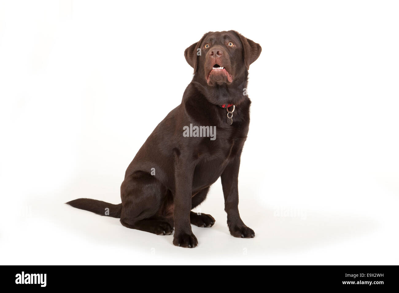 6 Monate altes Labrador Hund im Studio UK Stockfoto