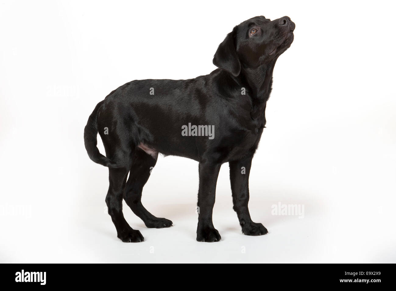 Labrador Hund 4 Monate alt in Studio UK Stockfoto