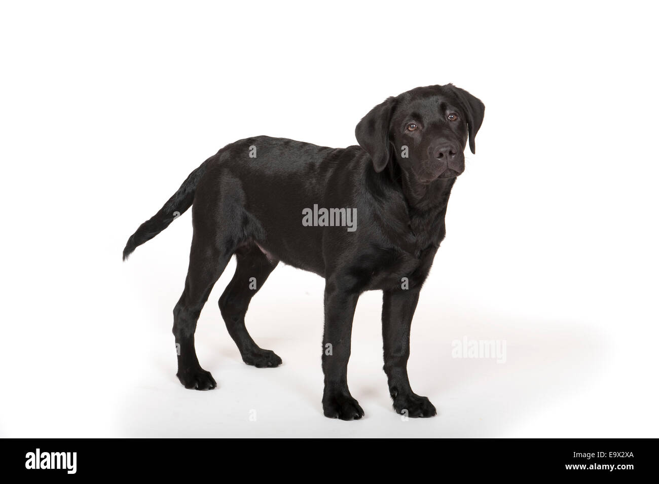 Labrador Hund 4 Monate alt in Studio UK Stockfoto