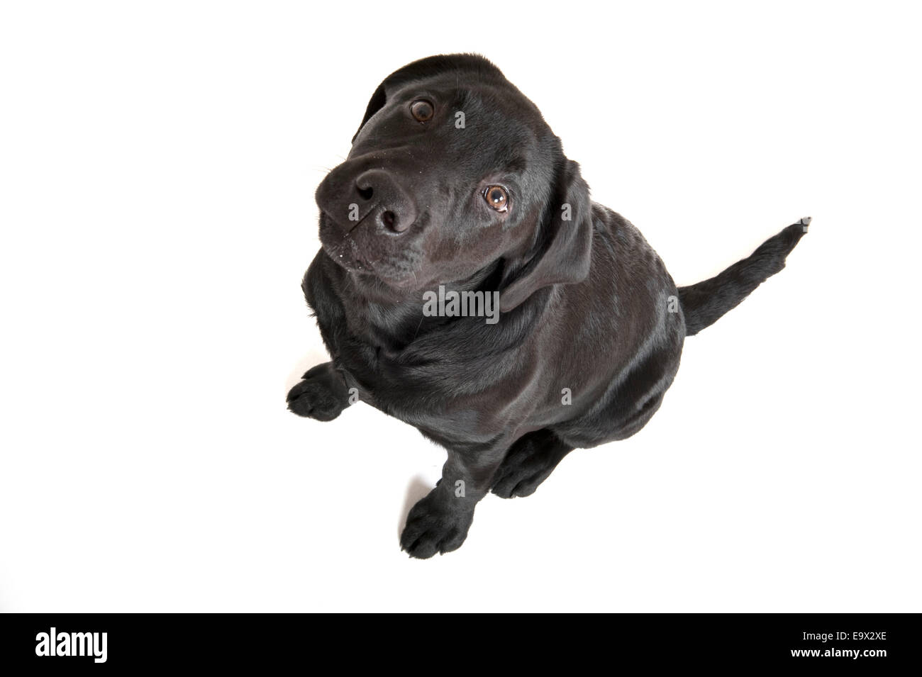 Labrador Hund 4 Monate alt in Studio UK Stockfoto