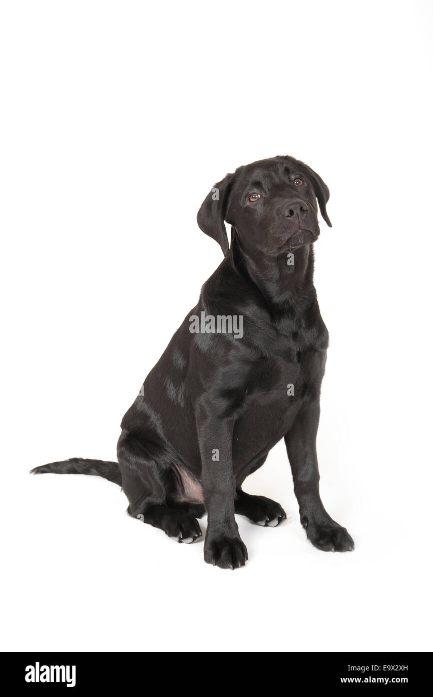Labrador Hund 4 Monate alt in Studio UK Stockfoto