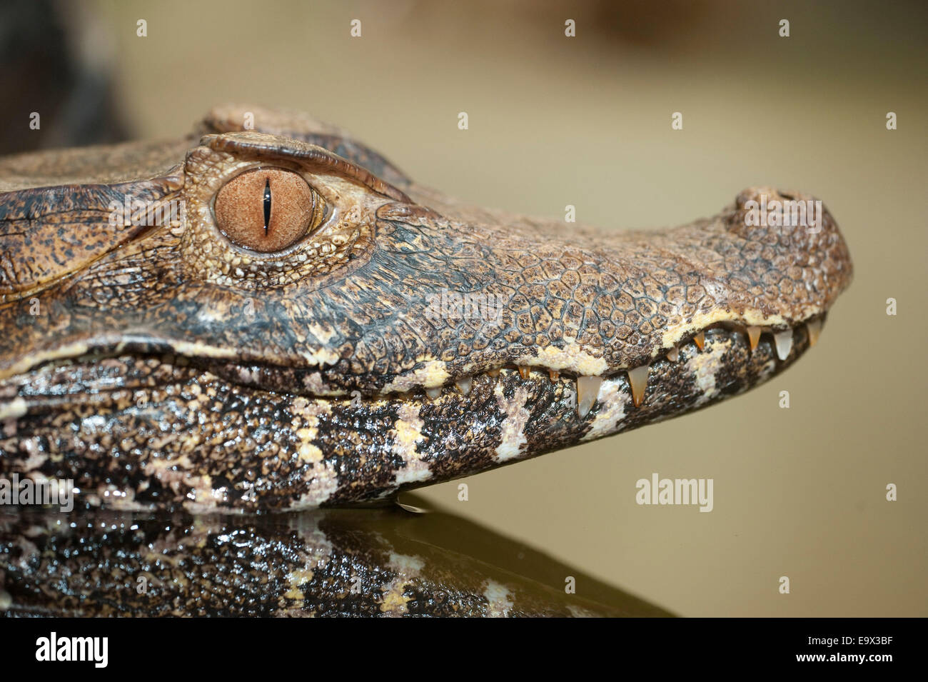 Cuviers Zwerg Caiman Paleosuchus Palpebrosus Südamerika Stockfoto