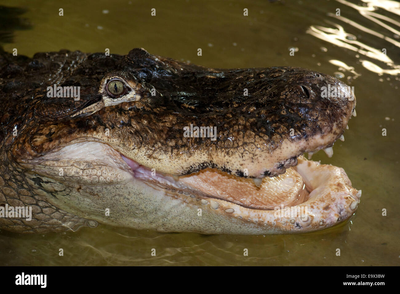 Amerikanischer Alligator Alligator mississippiensis Stockfoto