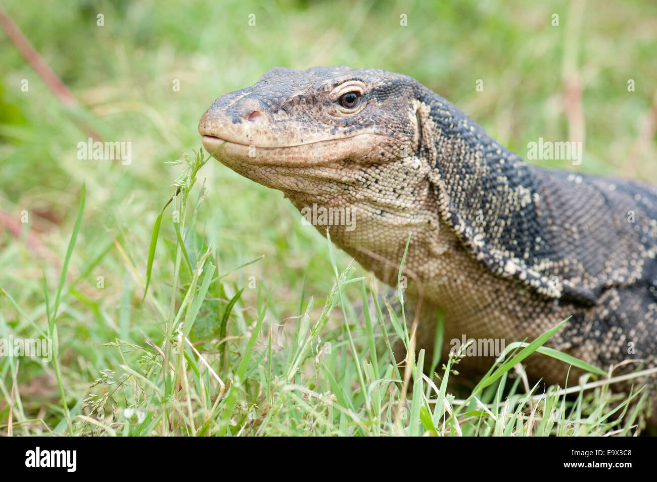 Wasser-Monitor Varanus salvator Stockfoto