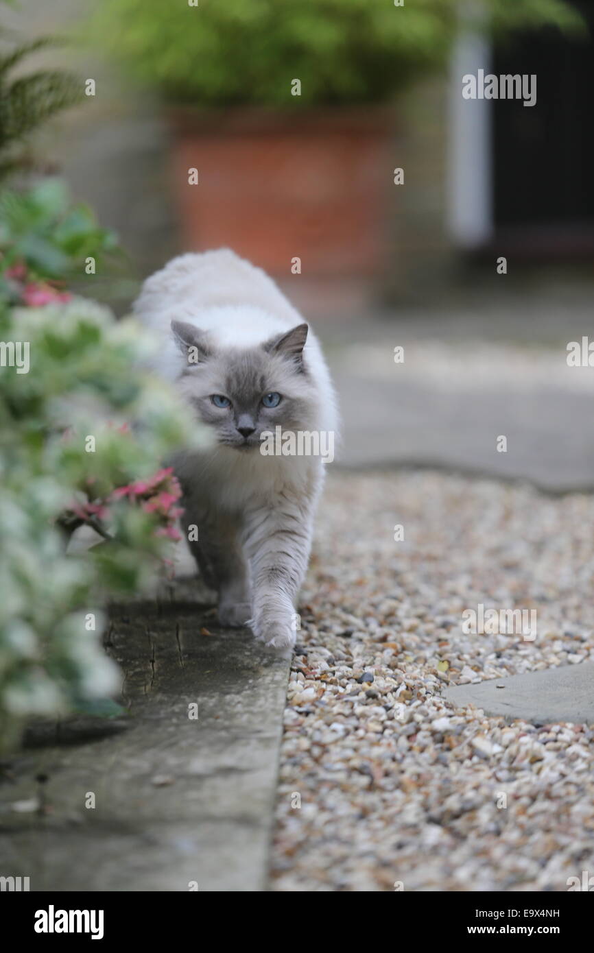 RAGDOLL KATZE IN EINEM GARTEN AUF DER PIRSCH Stockfoto