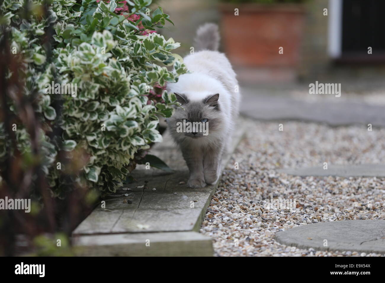 RAGDOLL KATZE IN EINEM GARTEN AUF DER PIRSCH Stockfoto