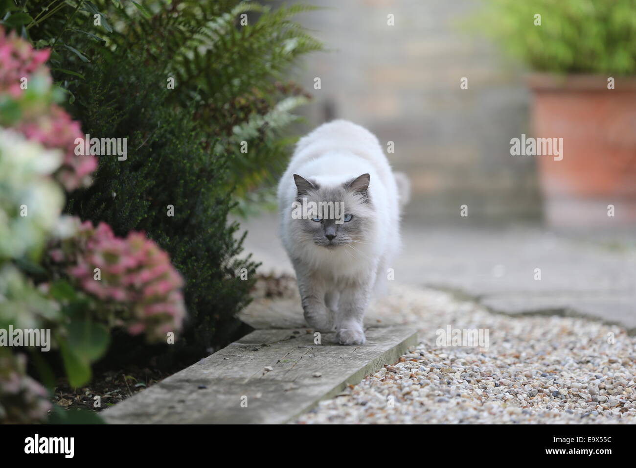 RAGDOLL KATZE IN EINEM GARTEN AUF DER PIRSCH Stockfoto