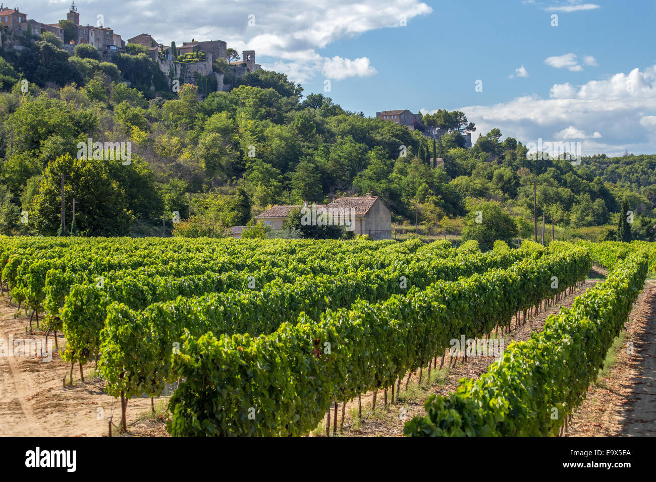 Luberon Wein Weinberg unterhalb Menerbes Dorfes, Luberon, Provence, Frankreich Stockfoto
