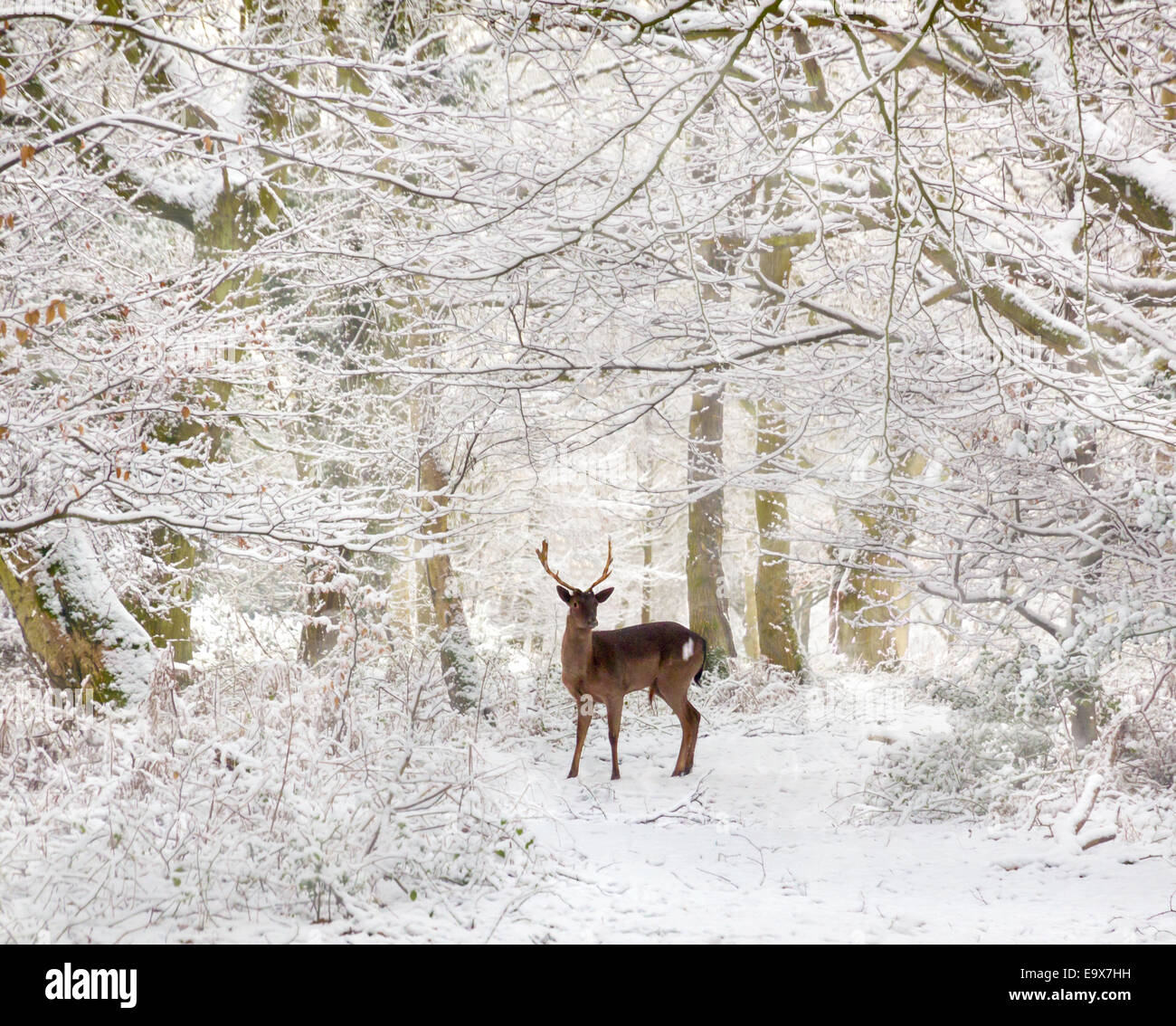 Männliche Reh Hirsch (Capreolus Capreolus) im verschneiten Winterwald Stockfoto