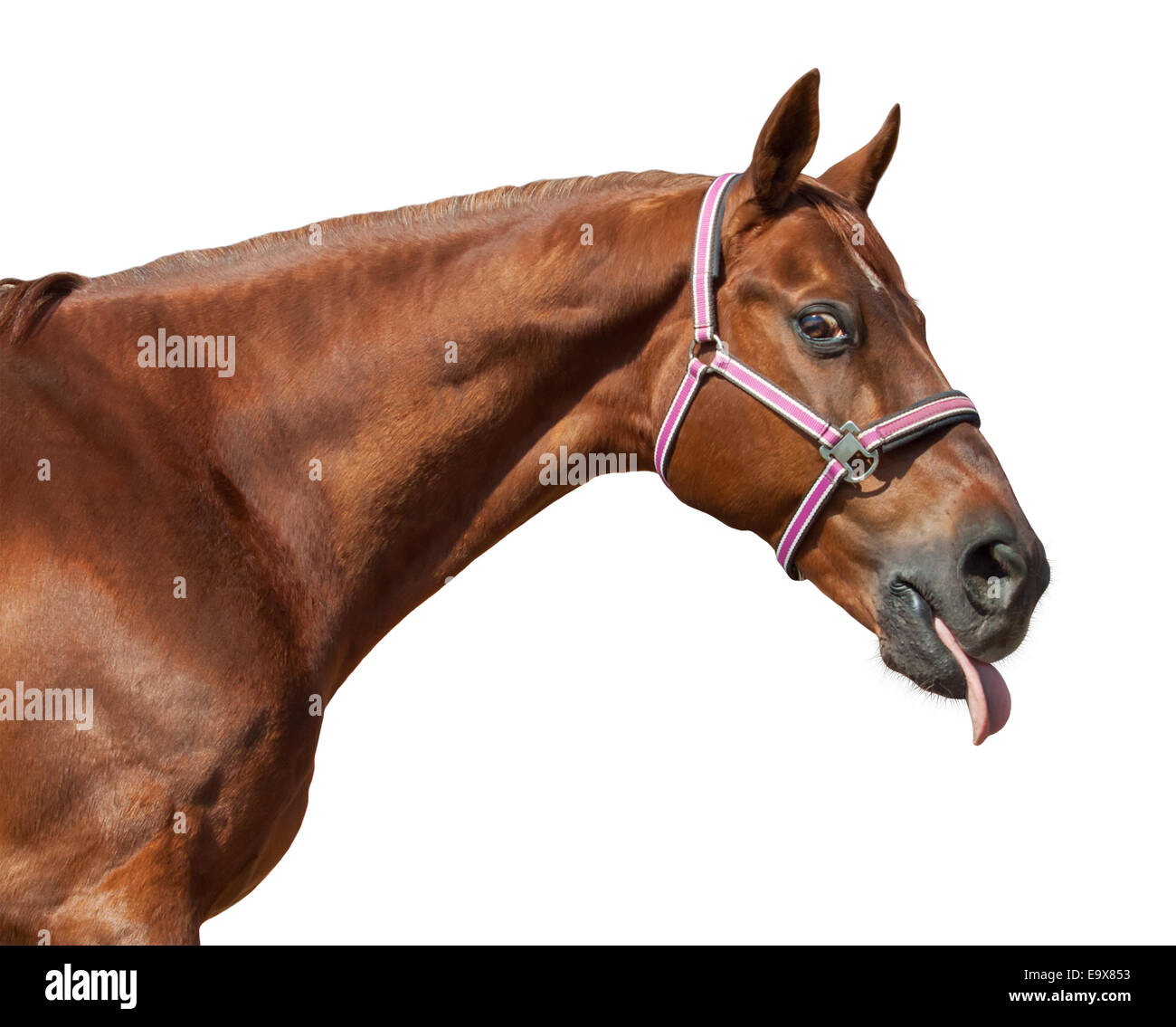 Pferd Leckt Sich Ständig Das Maul Tierische lippen -Fotos und -Bildmaterial in hoher Auflösung – Alamy