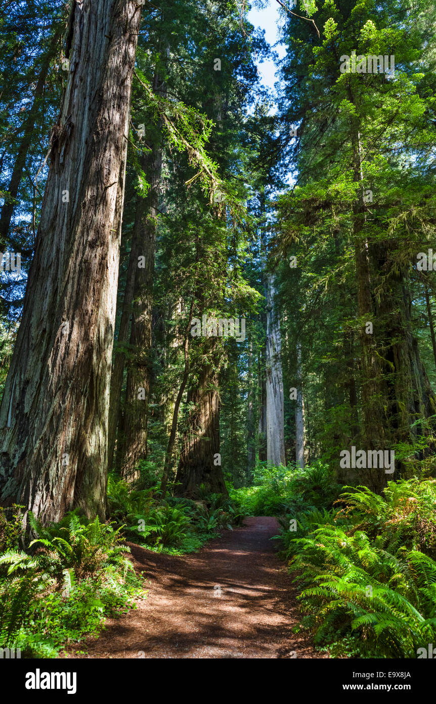 Trail in der Nähe großer Baum im Redwood National und State Parks, Nord-Kalifornien, USA Stockfoto