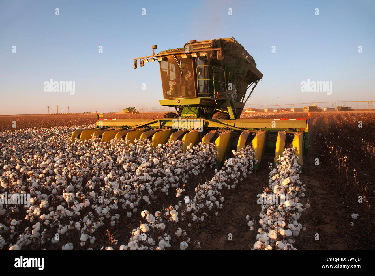 Eine 8-reihige John Deere Baumwolle Stripperin erntet ein Feld Reife hochverzinsliche Stripperin Baumwolle bei Sonnenuntergang / West Texas, USA. Stockfoto