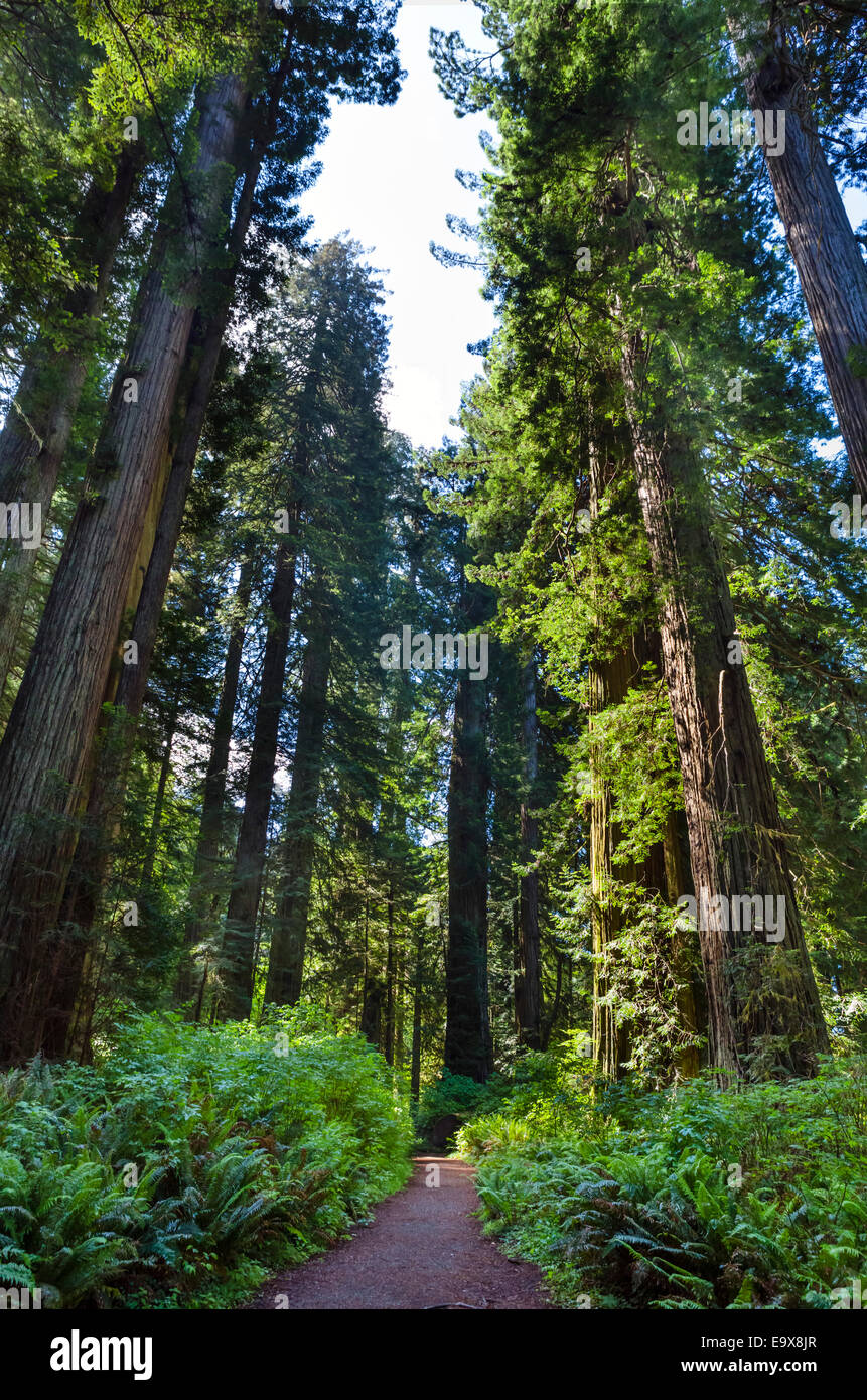 Trail in der Nähe großer Baum im Redwood National und State Parks, Nord-Kalifornien, USA Stockfoto