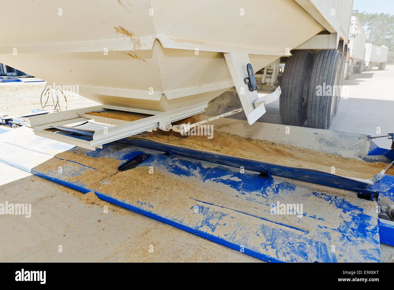 Gerade geernteten Reis ist auf einem Gürtel Ernteguts in einen Behälter für die Trocknung und Lagerung zu entladen; McGehee, Arkansas, USA Stockfoto