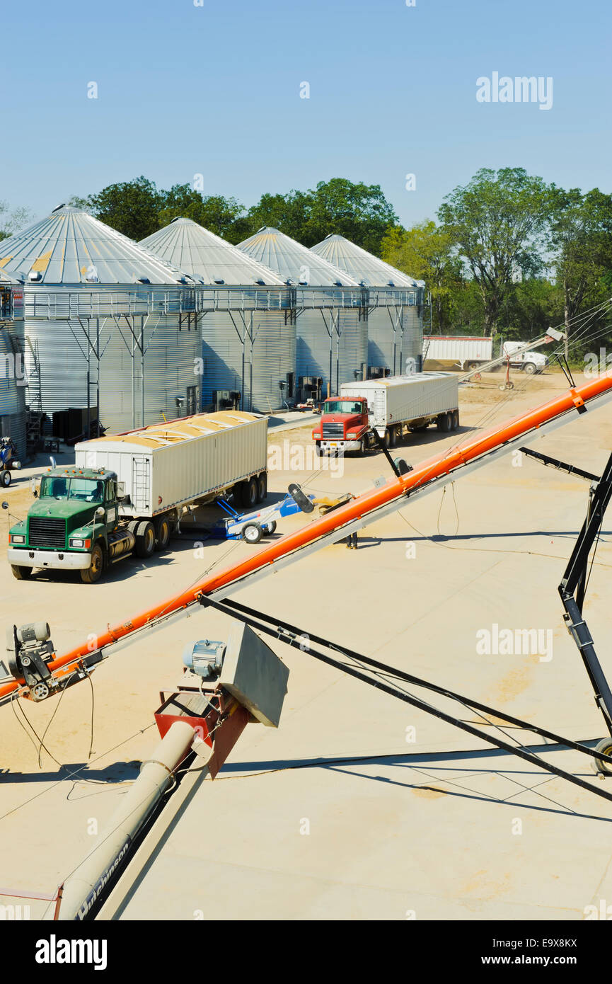 LKW kommen aus dem Bereich geladen mit Reis erwarten entladen; McGehee, Arkansas, Vereinigte Staaten von Amerika Stockfoto