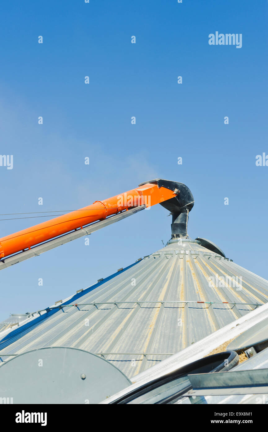Schnecke fällt Reis in eine offene Silo; McGehee, Mississippi, Vereinigte Staaten von Amerika Stockfoto